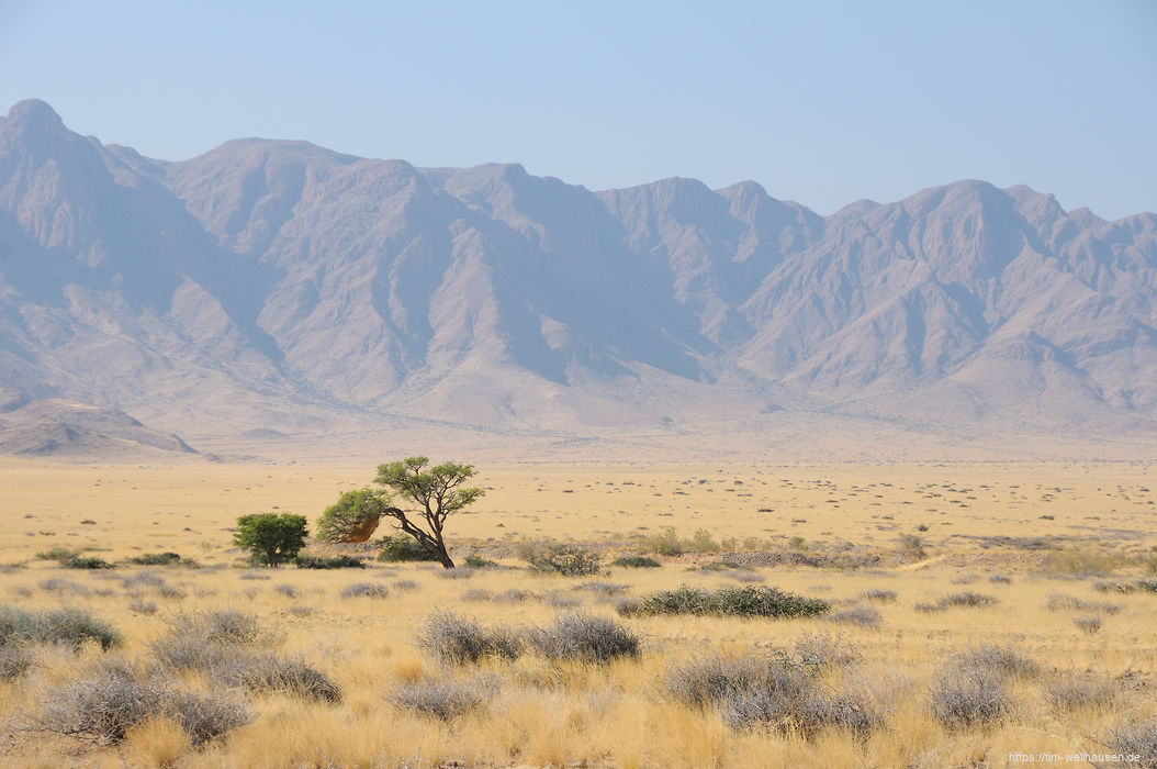 Eine einsame Akazie auf dem Weg zur Namib.