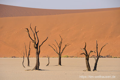 Tote Kameldornbäume im berühmten Dead Vlei.