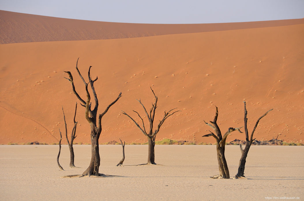 Tote Kameldornbäume im berühmten Dead Vlei.