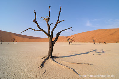 Auch tote Bäume eignen sich im Dead Vlei zum Bau eines Vogelnestes.