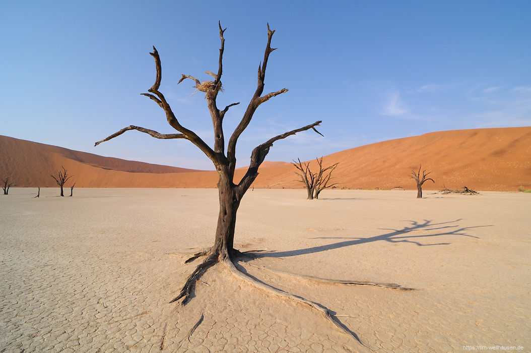 Auch tote Bäume eignen sich im Dead Vlei zum Bau eines Vogelnestes.