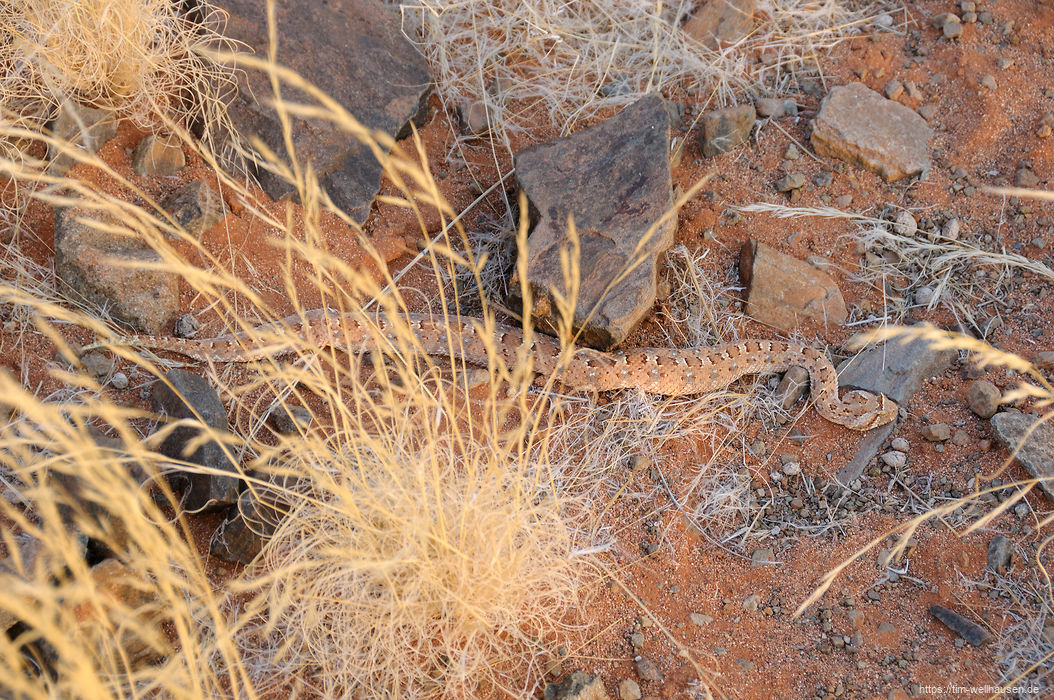 Die einzige Schlange während unser Reise: eine Hornotter, der es am frühen Morgen für eine Flucht vermutlich noch zu kalt war.