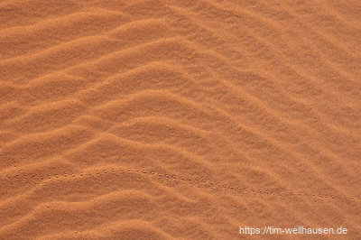 Spuren eines Tokki-Käfers im Sand.