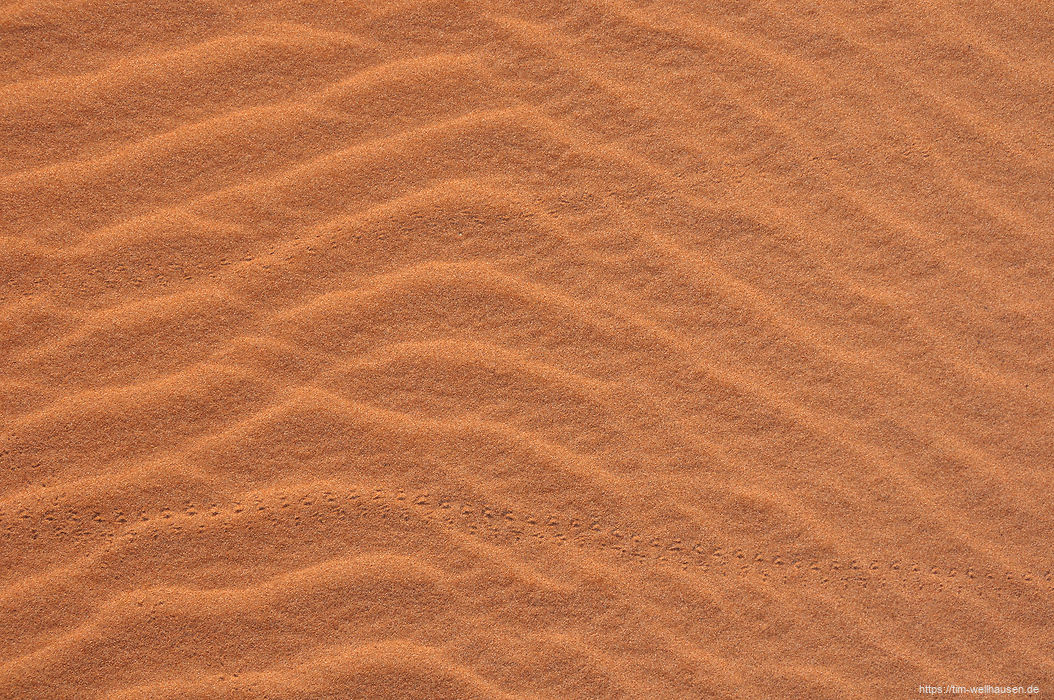 Spuren eines Tokki-Käfers im Sand.