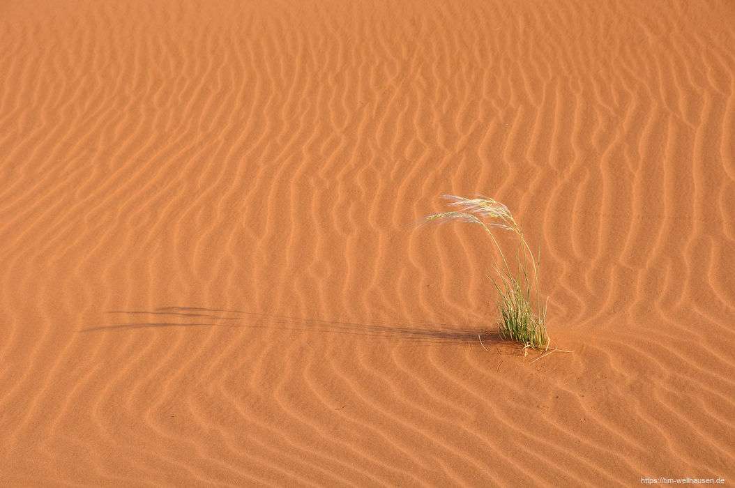 Gras in der Wüste