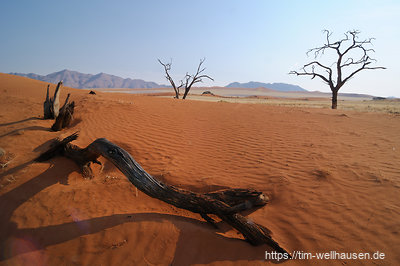 Totes Holz am Rande der Namib