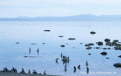 Pinguinkolonie in der Nähe von Punta Arenas