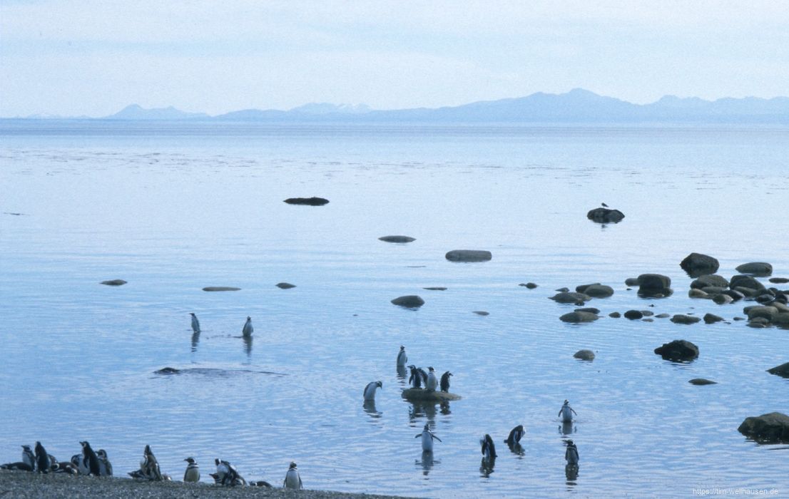 Pinguinkolonie in der Nähe von Punta Arenas