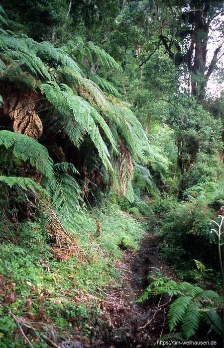 Im kleinen Süden Chiles, dem Seengebiet, durch den Regenwald des Nationalparks Vincente Perez Rosales zu den Termas de Callao