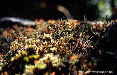Miniaturbewuchs eines toten Baums im Regenwald