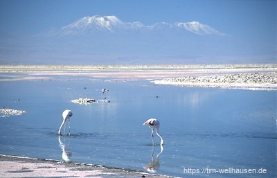Flamingos im Lago Chaxa des Salar de Atacama