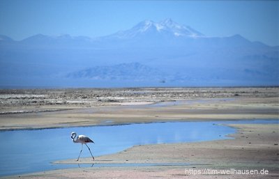 Ein weiterer Flamingo im Lago Chaxa