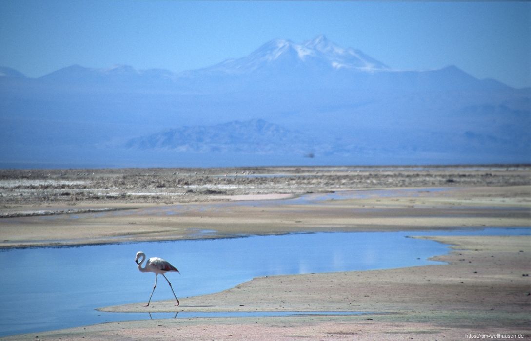 Ein weiterer Flamingo im Lago Chaxa