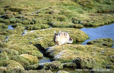 Ein Vizcacha