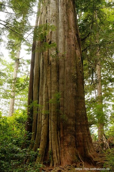 Vancouver Island ist größtenteils gerodet - aber auf Meares Island bei Tofino wachsen noch Urwaldriesen.