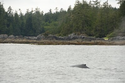 In der Gegend von Tofino lassen sich gut Wale beobachten. Hier treffen wir auf einen Buckelwal.