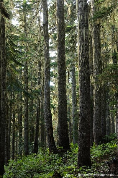 Entlang der Wanderpfade am Garibaldi Lake sind die Bäume voller Flechten - wir sind wieder im Regelwald.