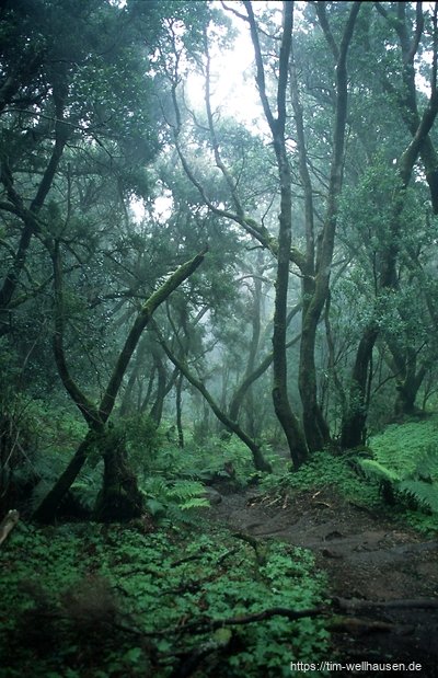Im Regenwald des Nationalparks Garajonay