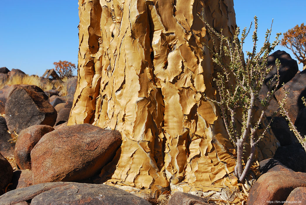 Der Stamm eines Köcherbaums, ein Wahrzeichen Namibias, im Köcherbaumwald in der Nähe von Keetmanshoop.