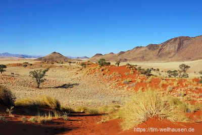 Die Dünen im Namib Rand Reserve sind relativ niedrid und bewachsen, bestehen aber aus demselben leuchtend roten Sand wie ihre großen Nachbarn weiter westlich.