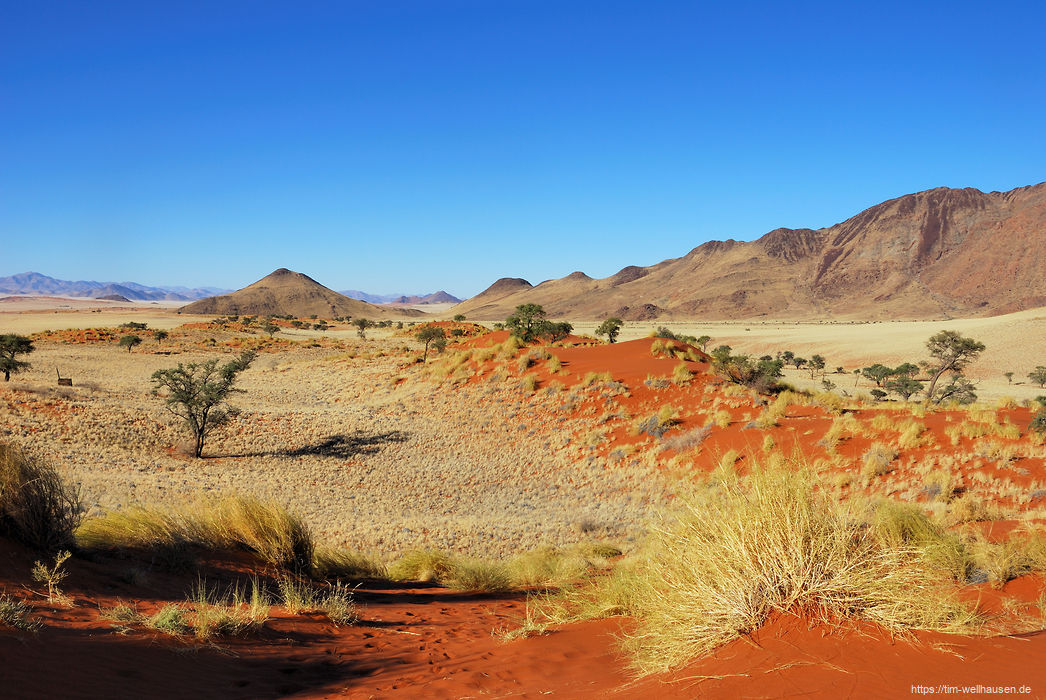 Die Dünen im Namib Rand Reserve sind relativ niedrid und bewachsen, bestehen aber aus demselben leuchtend roten Sand wie ihre großen Nachbarn weiter westlich.