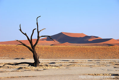 Das Dead Vlei wurde durch eine Wanderdüne vor mehreren hundert Jahren von der Wasserzufuhr durch den Tsauchab abgeschnitten. Daraufhin sind alle Kameldornbäume dieser Lehmpfanne abgestorben.