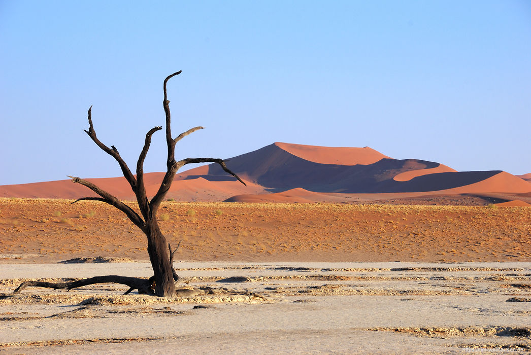 Das Dead Vlei wurde durch eine Wanderdüne vor mehreren hundert Jahren von der Wasserzufuhr durch den Tsauchab abgeschnitten. Daraufhin sind alle Kameldornbäume dieser Lehmpfanne abgestorben.