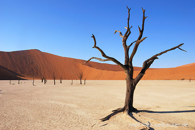 Umgeben von zwei- bis dreihundert Meter hohen Dünen bilden die abgestorbenen Kameldornbäume im Dead Vlei eines der schönsten Fotomotive in Namibia.