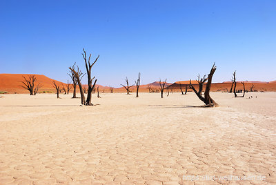 Der Boden des Dead Vlei besteht aus rissigem, trockenem Lehm.