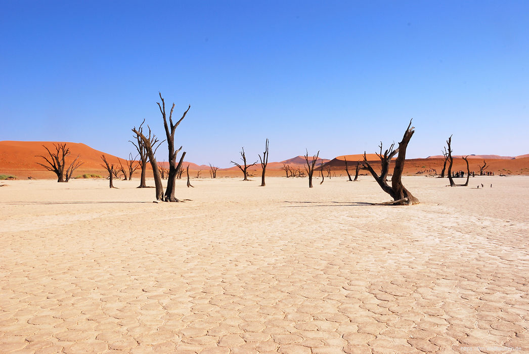 Der Boden des Dead Vlei besteht aus rissigem, trockenem Lehm.