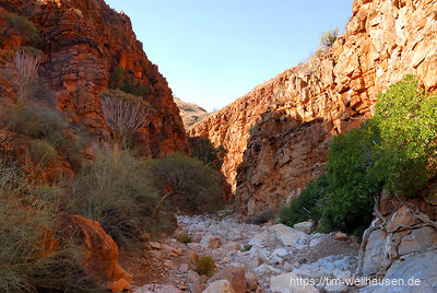 Namibia bietet nur wenige Tageswanderwege; im Naukluftgebirge gibt es gleich zwei davon. Hier auf dem Olive Trail durch die Köcherbaumschlucht.