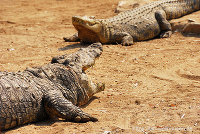 Einen kleinen Vorgeschmack auf die Tierwelt im Norden Namibias bietet die Krokodil-Farm in Otjiwarongo.