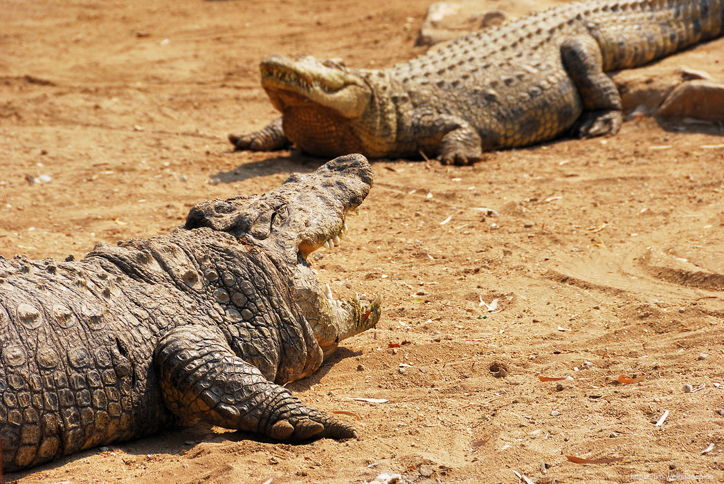 Einen kleinen Vorgeschmack auf die Tierwelt im Norden Namibias bietet die Krokodil-Farm in Otjiwarongo.