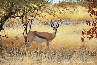 Woran erkennt man in Etosha, Namibias bekanntestem Nationalpark, Neulinge? Sie halten noch begeistert bei jeder Antilope! Hier unser erster Springbock...
