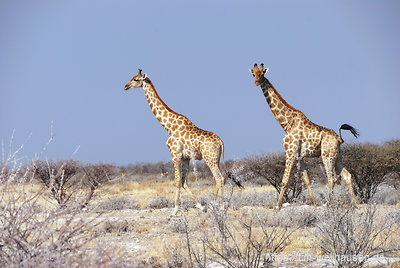 In der Buschsavanne Etoshas kreuzen Giraffen den Weg.