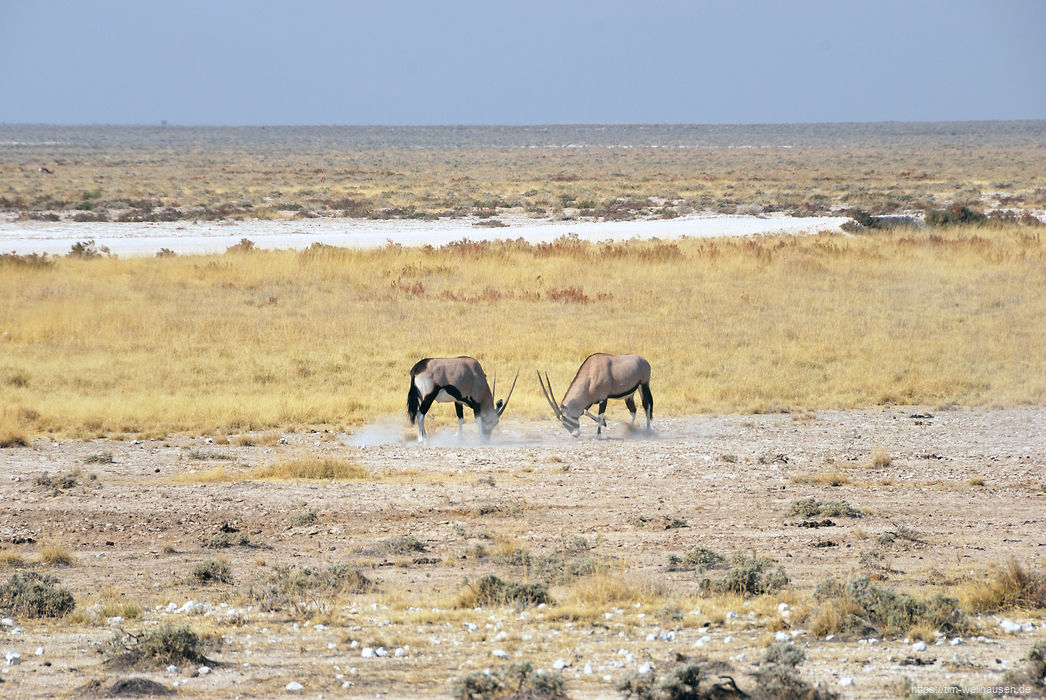 Zwei Oryx-Antilopen wirbeln viel Staub auf.
