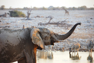 Für die Touristen wurden im Etosha-Park viele künstliche Wasserlöcher angelegt, an denen ein großes Kommen und Gehen herrscht.