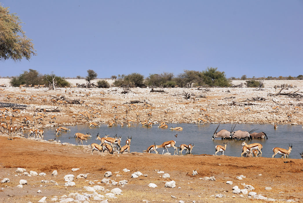 ...aber etwas später herrscht großes Treiben mit Hunderten von Springböcken und Oryx-Antilopen.