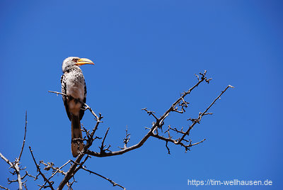 Ein Toko sitzt fotogen auf einem Baum - ein häufiger Anblick in Namibia...