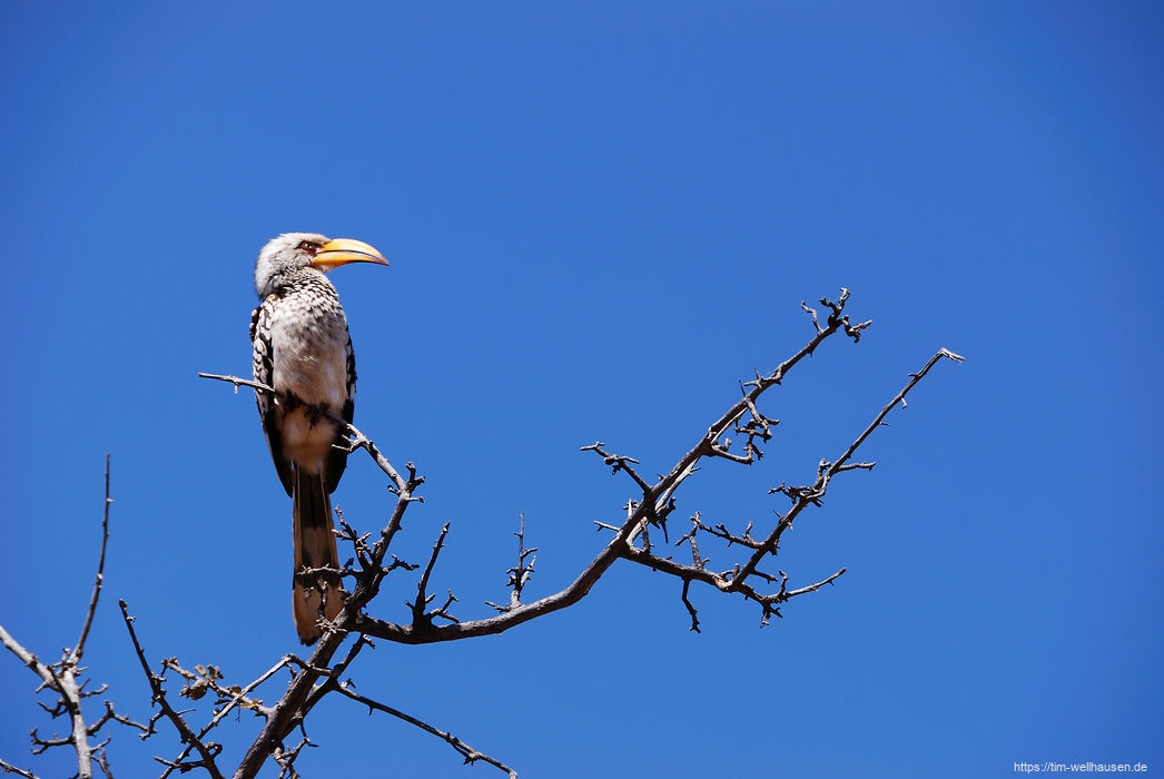 Ein Toko sitzt fotogen auf einem Baum - ein häufiger Anblick in Namibia...