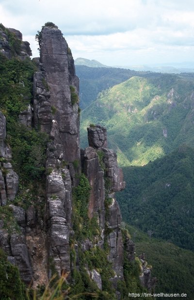 Coromandel Forest Park