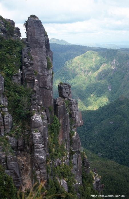 Coromandel Forest Park