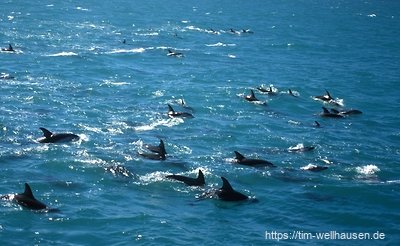 Delphine bei Kaikoura