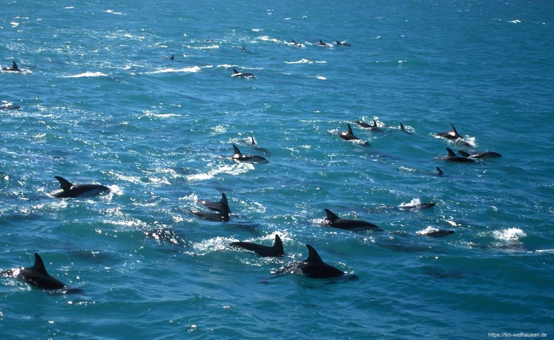 Delphine bei Kaikoura