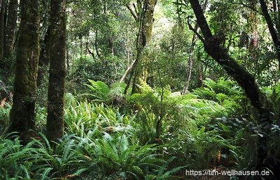 Regenwald im Mount Aspiring Nationalpark