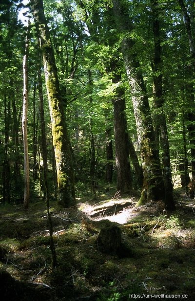 Routeburn Track, Südbuchen