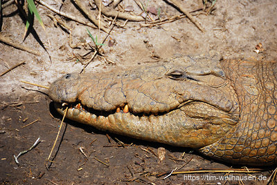 Im St. Lucia Wetlands Park leben auch noch viele Krokodile.