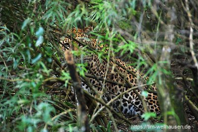 Direkt neben der Straße, mitten im dichten Gebüsch blickte uns plötzlich ein Leopard an und war kurz darauf verschwunden...