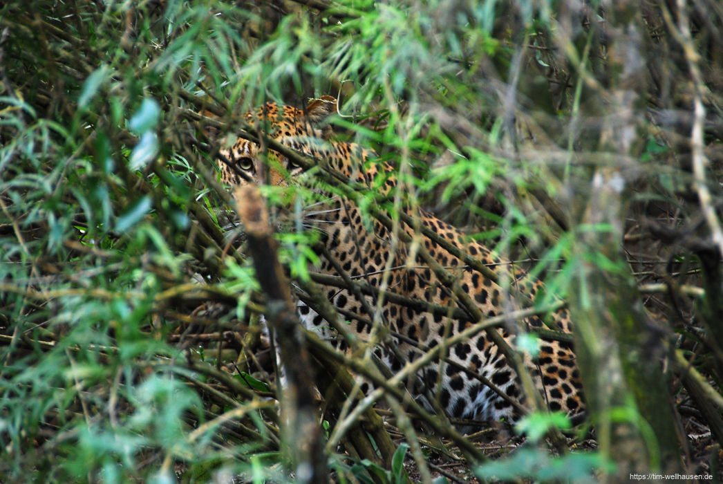 Direkt neben der Straße, mitten im dichten Gebüsch blickte uns plötzlich ein Leopard an und war kurz darauf verschwunden...