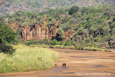 Ein Höhepunkt unserer Südafrika-Reise war die dreitägige Wandersafari durch die Wildnis des Imfolozi-Parks. Unsere ersten Büffel machten es sich gerade am Flusslauf des White Imfolozi bequem.